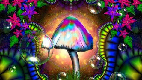 Magic nushrooms bars